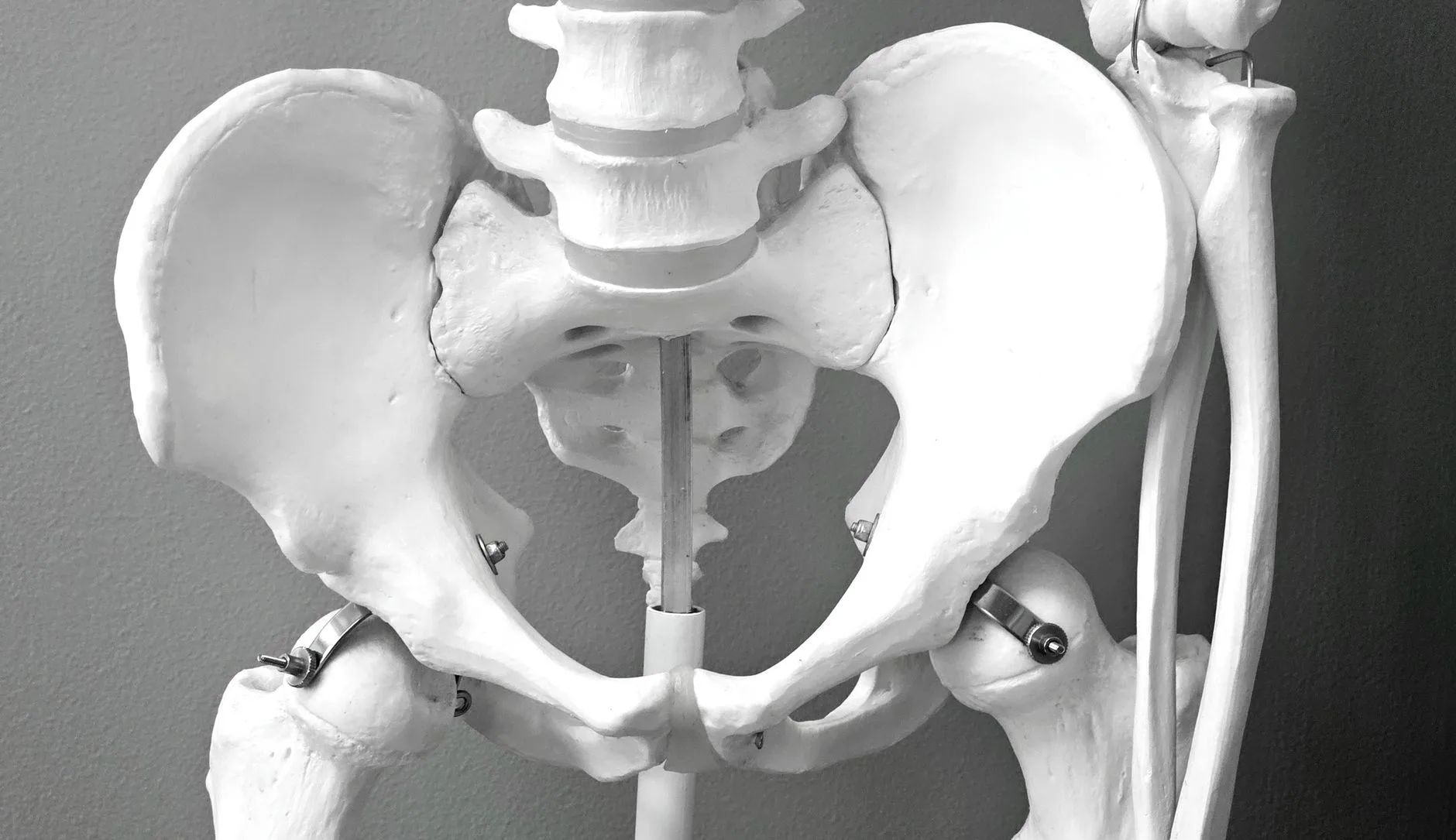 Model kostny miednicy w zbliżeniu, używany w ginekologii i anatomii